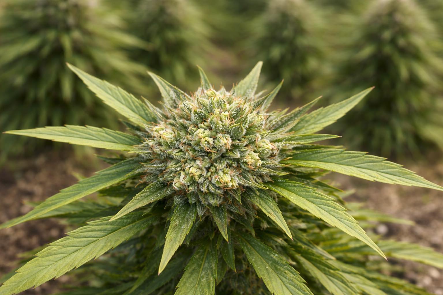 THCA flower guide