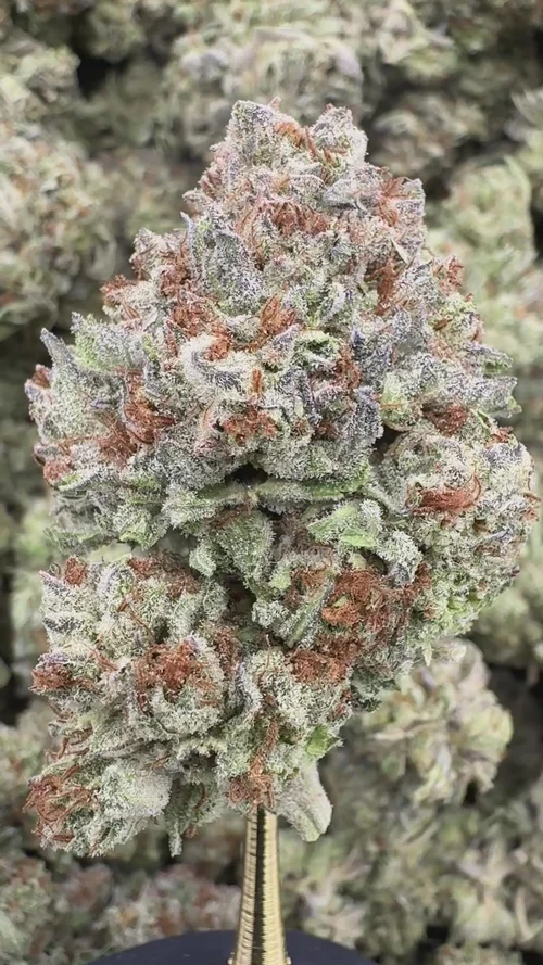Lemon Cherry Gelato THCA Flower