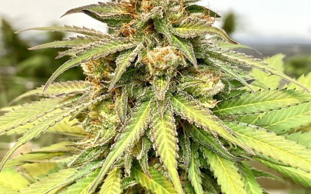 Fresh THCA Flower