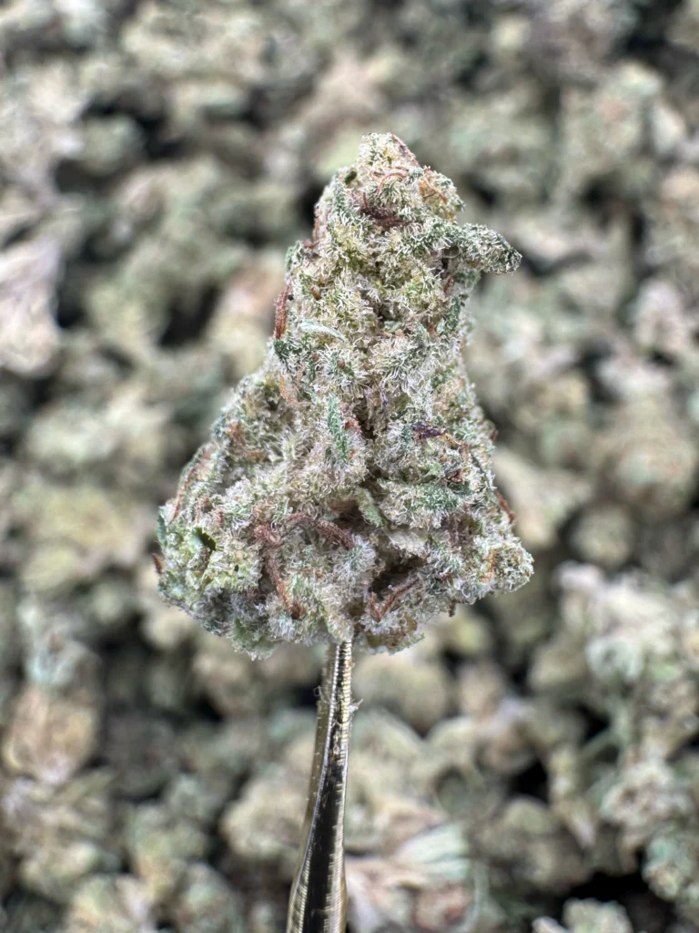 THCA Supplier Europe