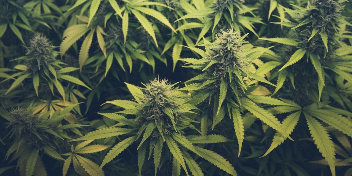 Premium THCA hemp flower
