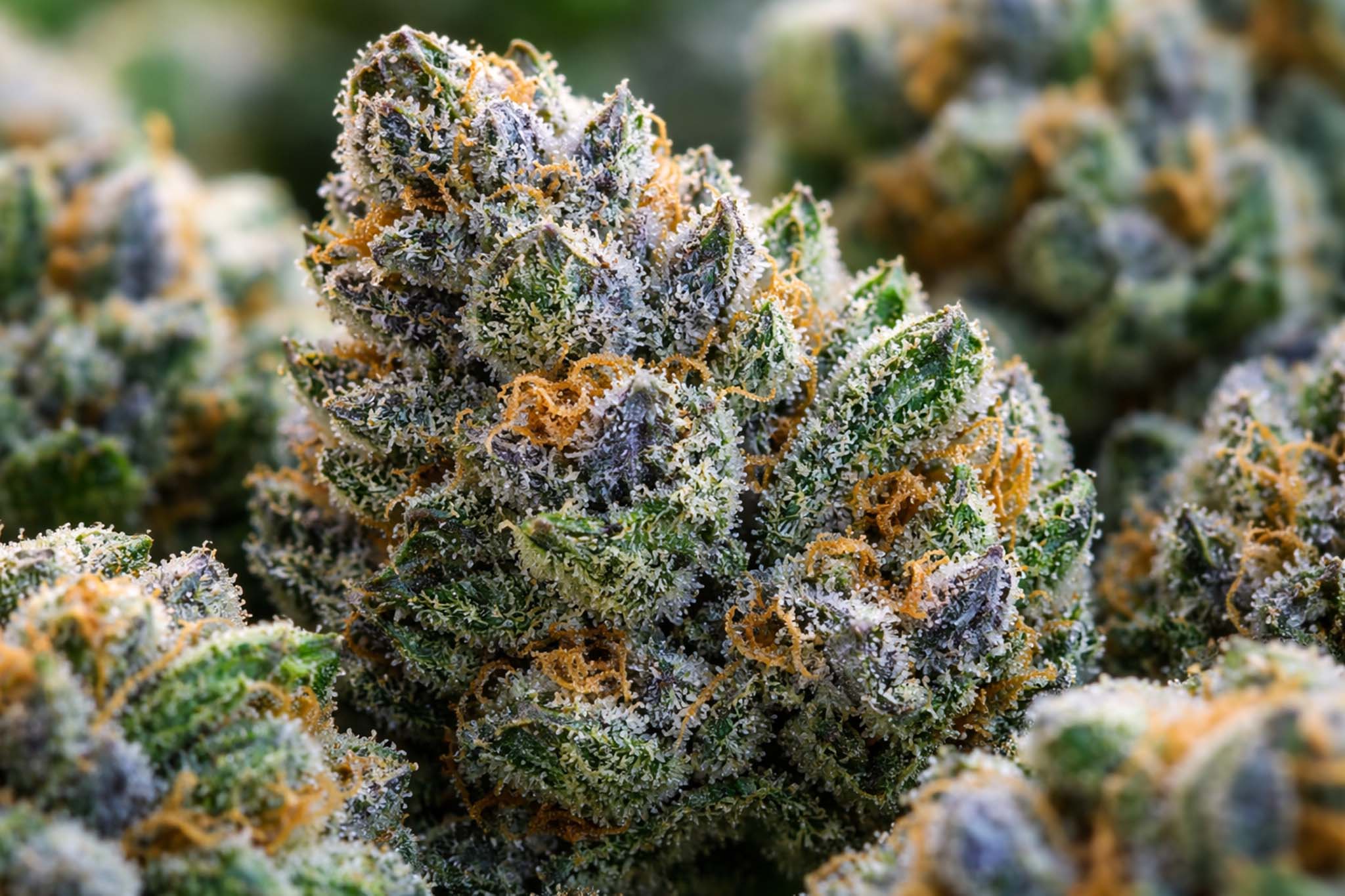 THCA Flower Manufacturer