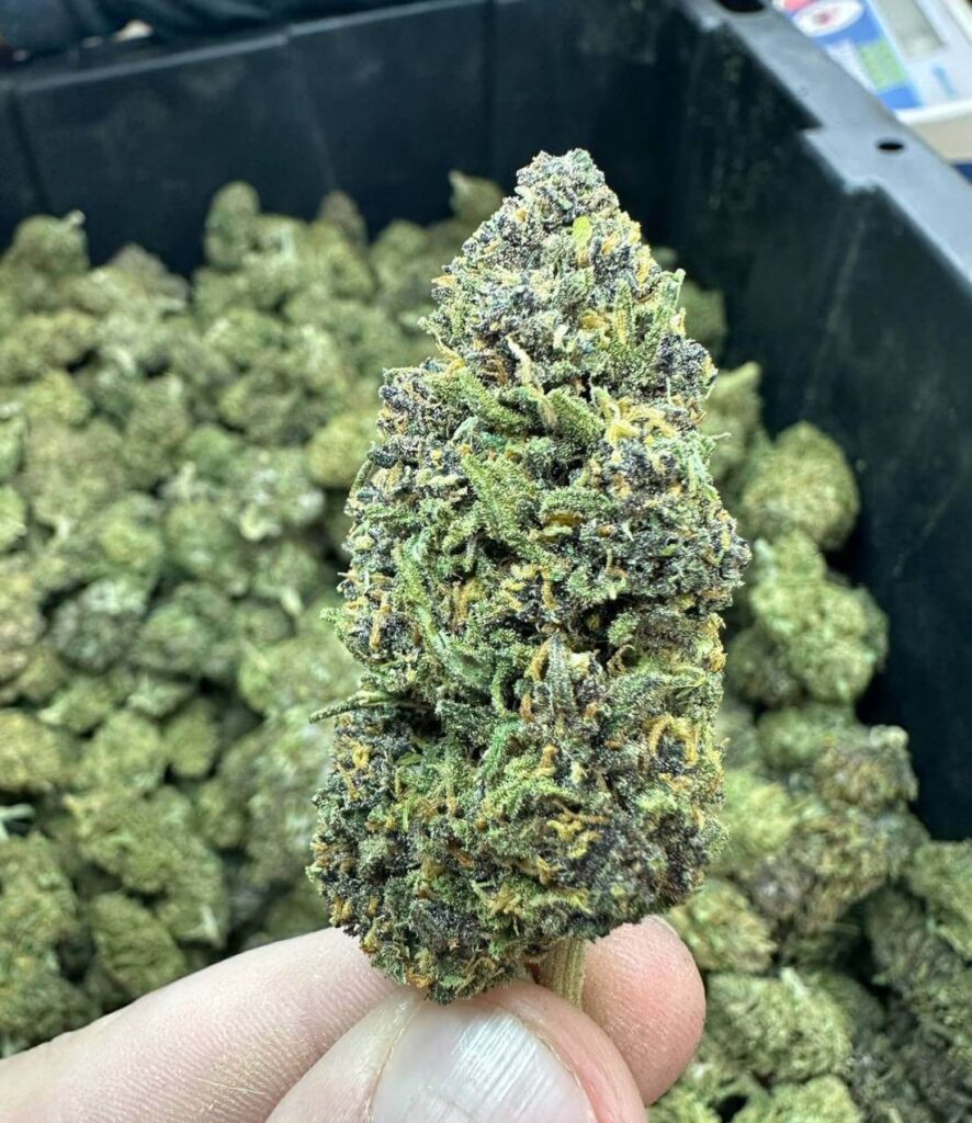 THCA vs Delta 8