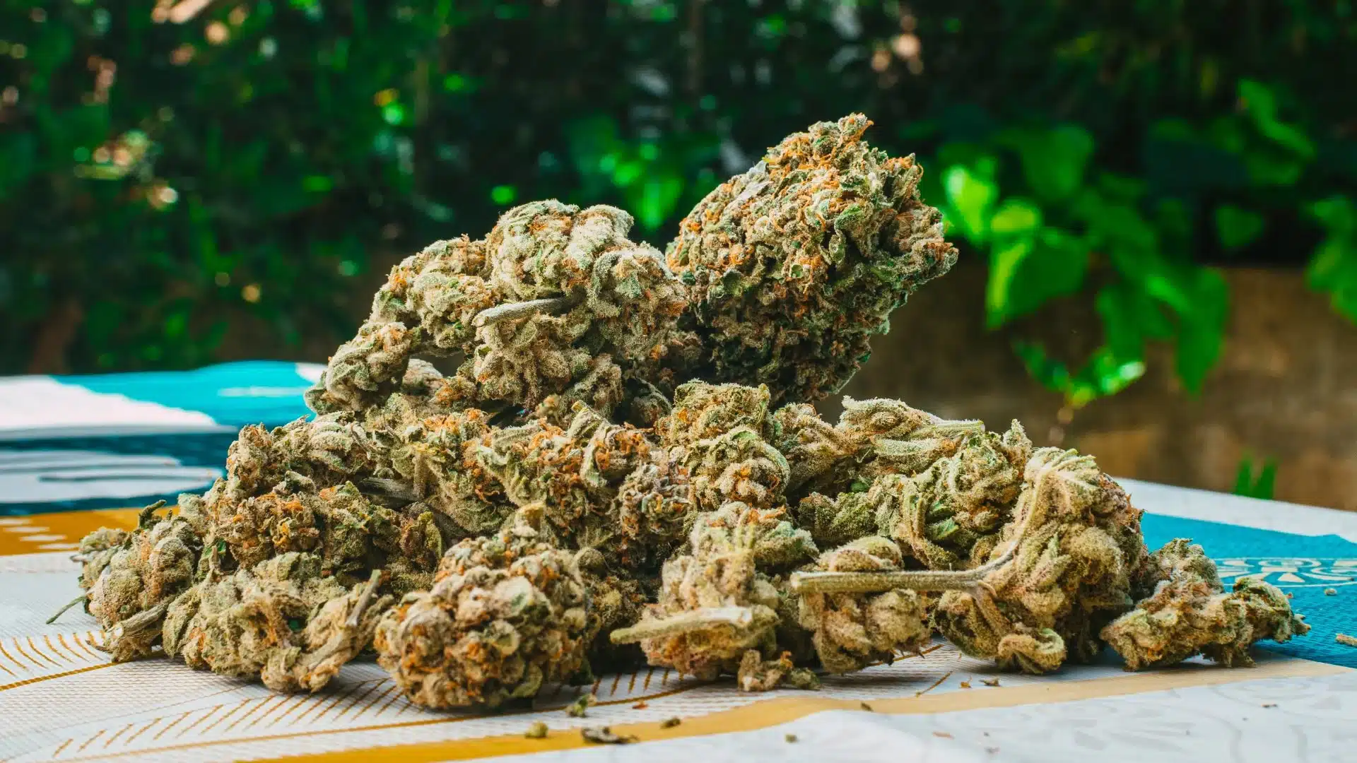 Wholesale THCA flower Europe