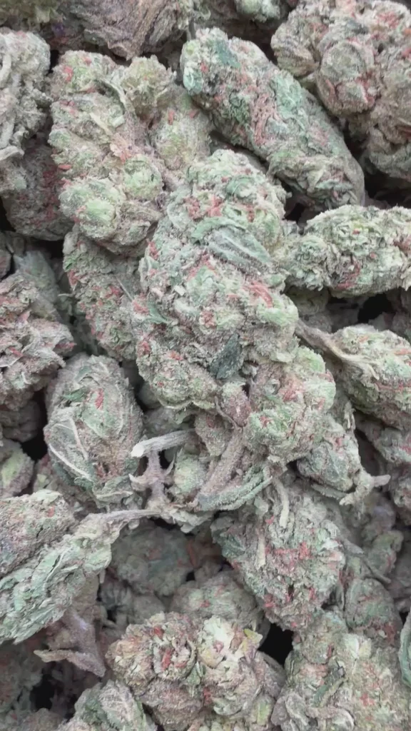 White Runtz THCA Flower